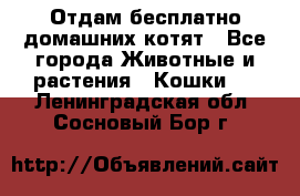 Отдам бесплатно домашних котят - Все города Животные и растения » Кошки   . Ленинградская обл.,Сосновый Бор г.